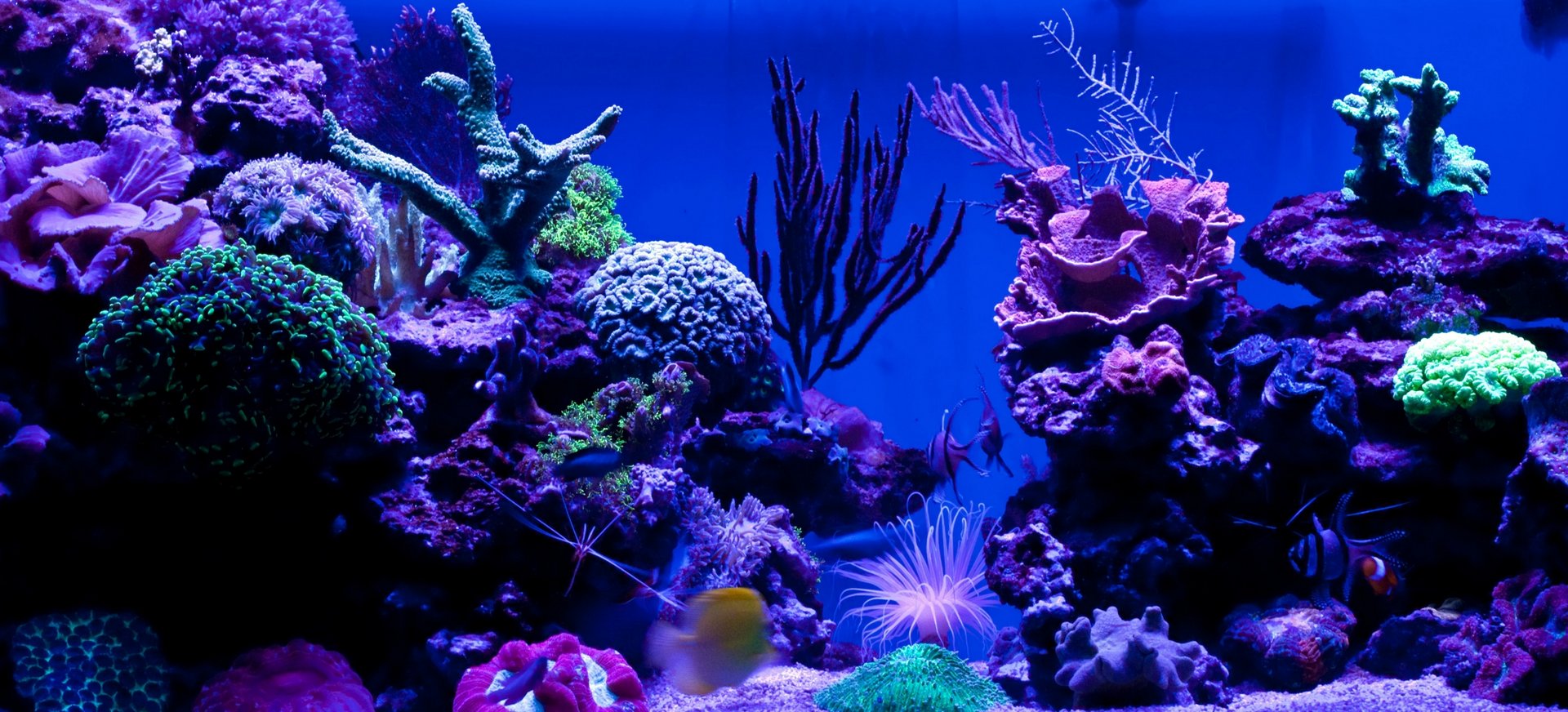 Fluorescence corallienne