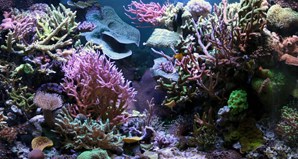 eclairage led aquarium mer alpheus