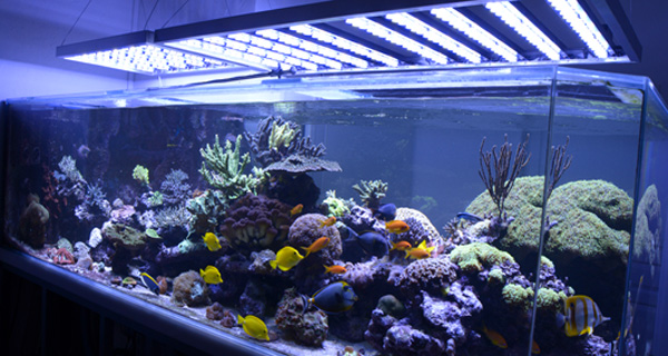 eclairage led aquarium radiometrix alpheus