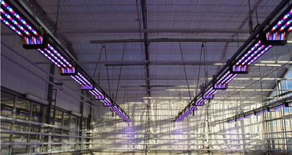 eclairage led horticulture inra