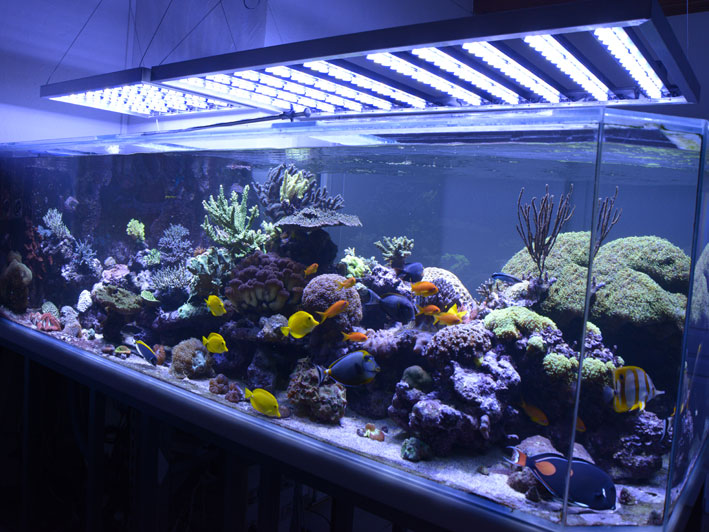 galerie aquarium eau mer radiometrix