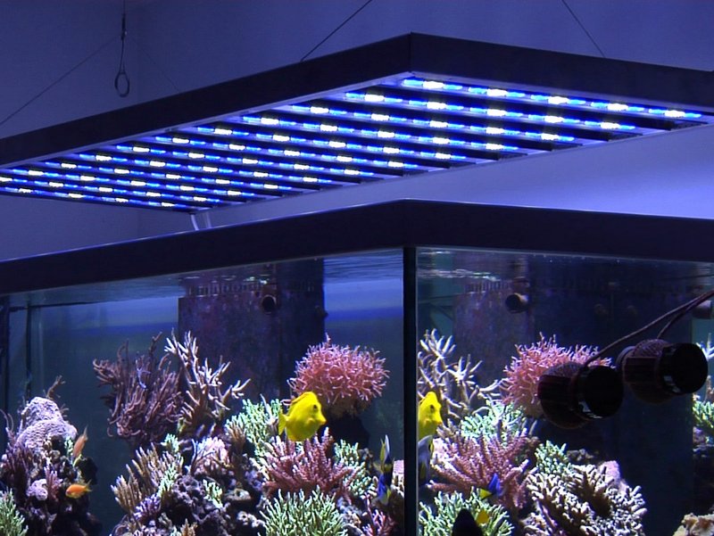 Éclairage LED aquarium